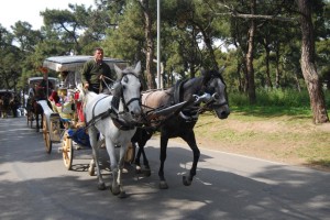 adalar7