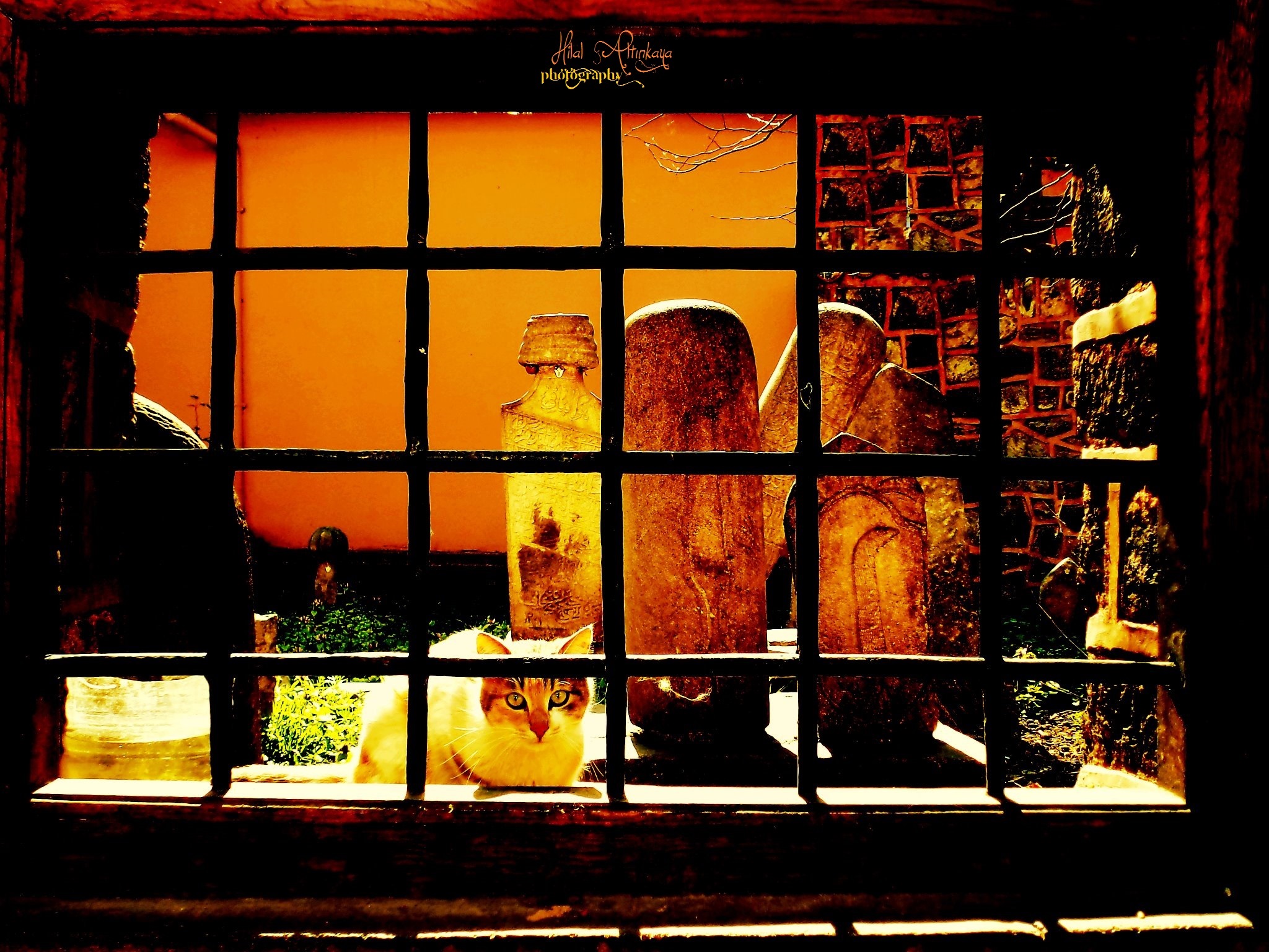 Fotoğrafın adı: Bekâ