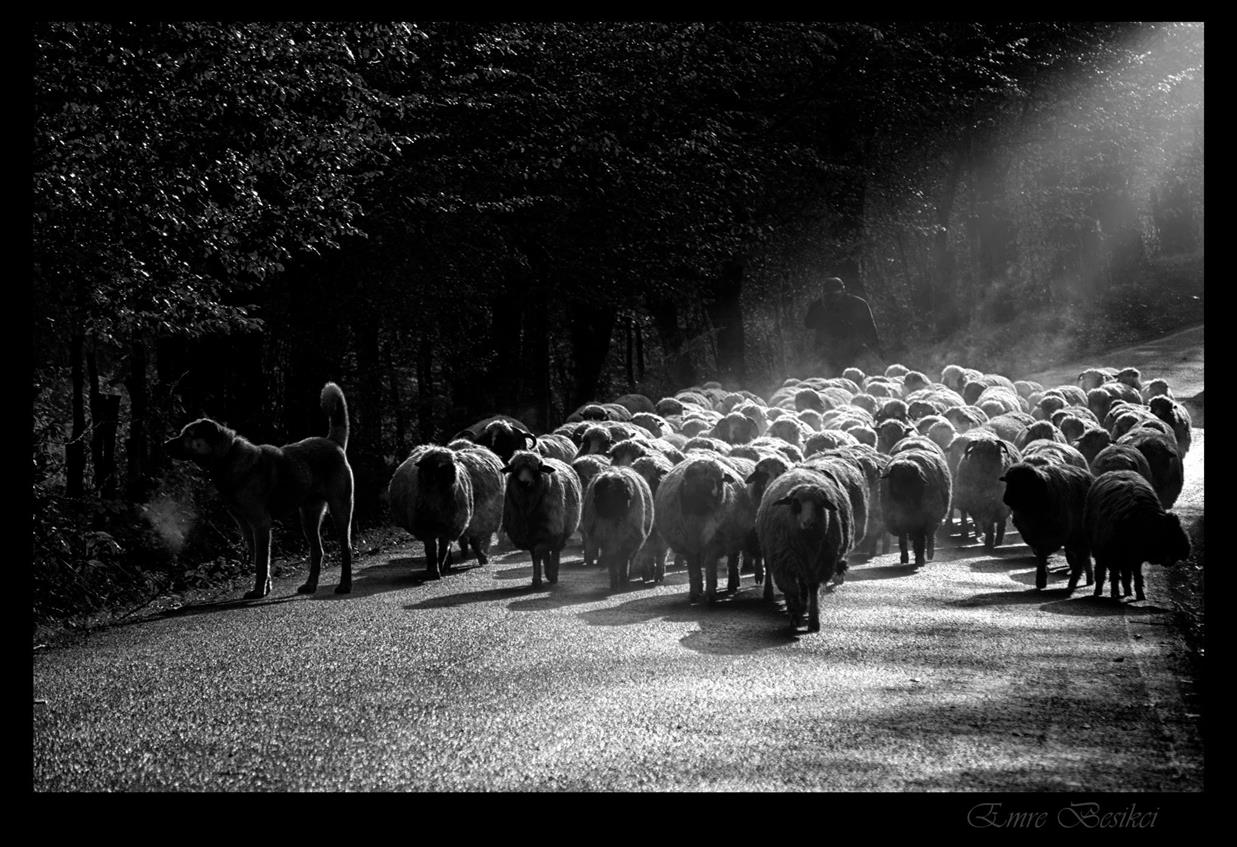 gölköy çobanları