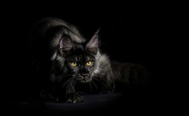 Maine Coon